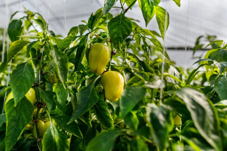 Yellow bell peppers growing in greenhouse