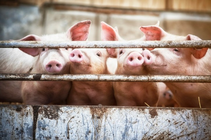 Four little pigs beside pen fence under ANSI GELPP 001-2002 livestock conditions.