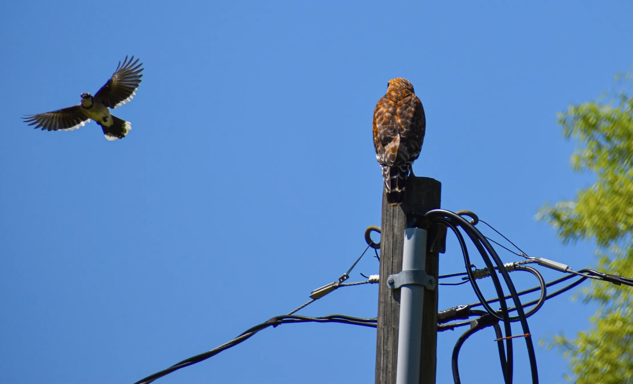 Hawk on utility pole and power lines watching bird in sky.