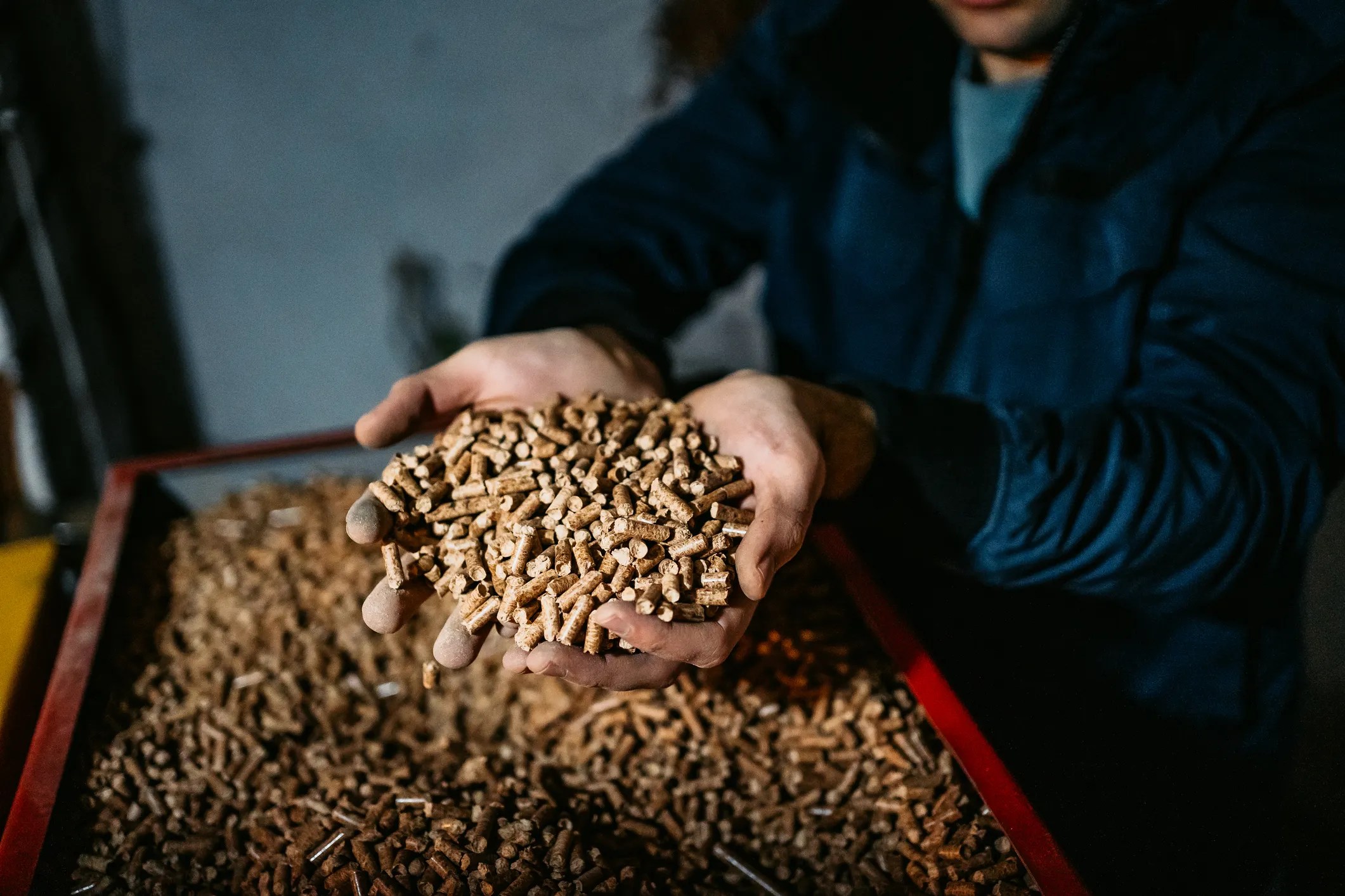 Holding wood pellets to determine the moisture content in biofuels.