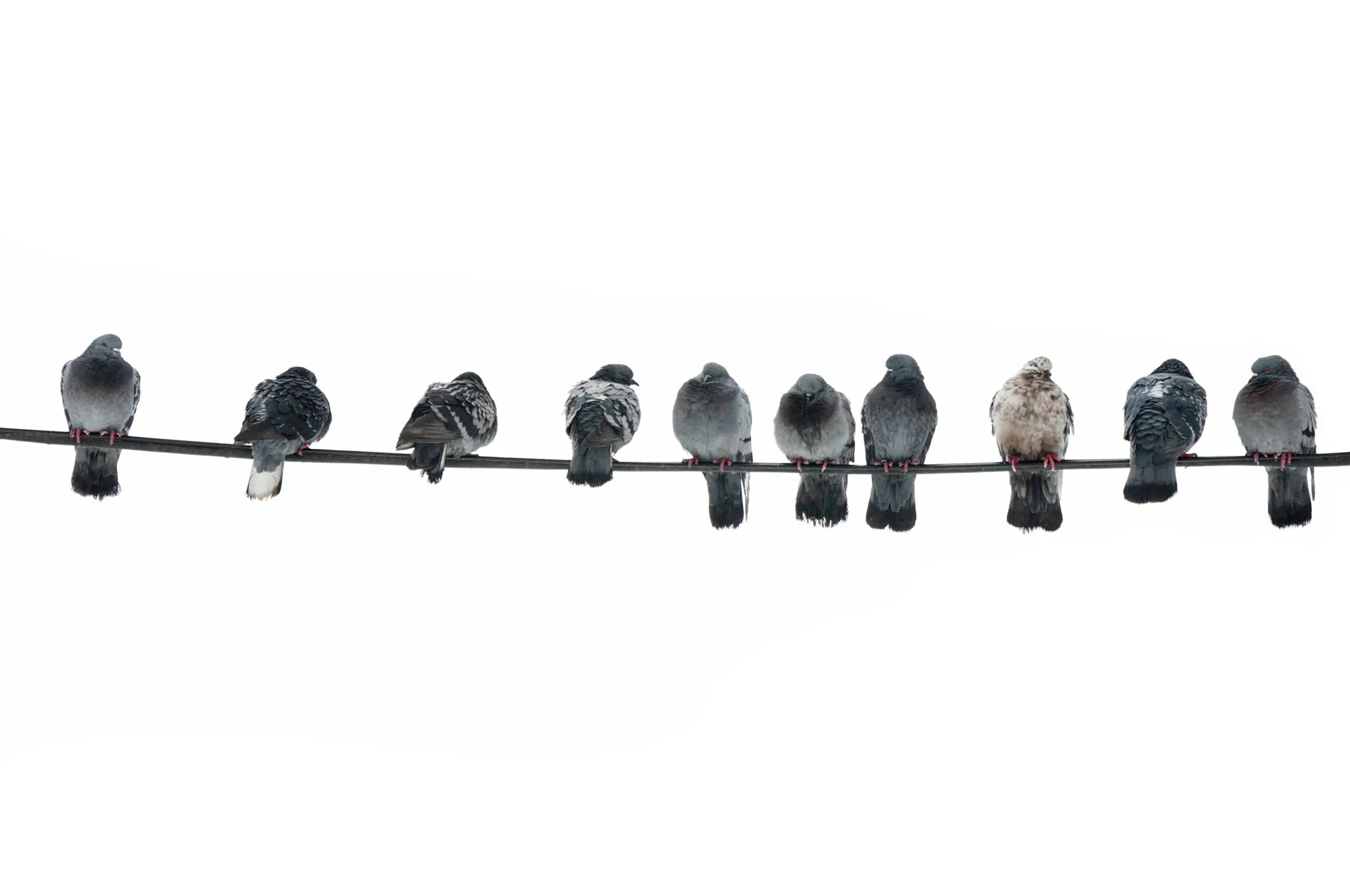 Pigeons can roost without destroying power lines thanks to IEEE STD 1651-2010