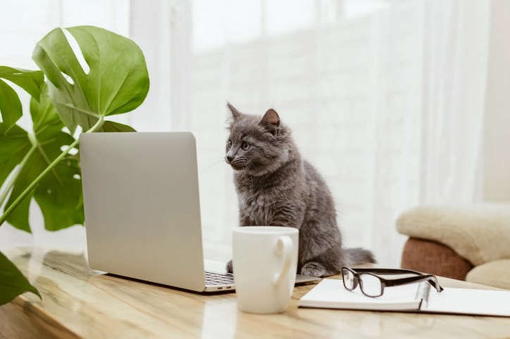 Gray cat staring at laptop computer.