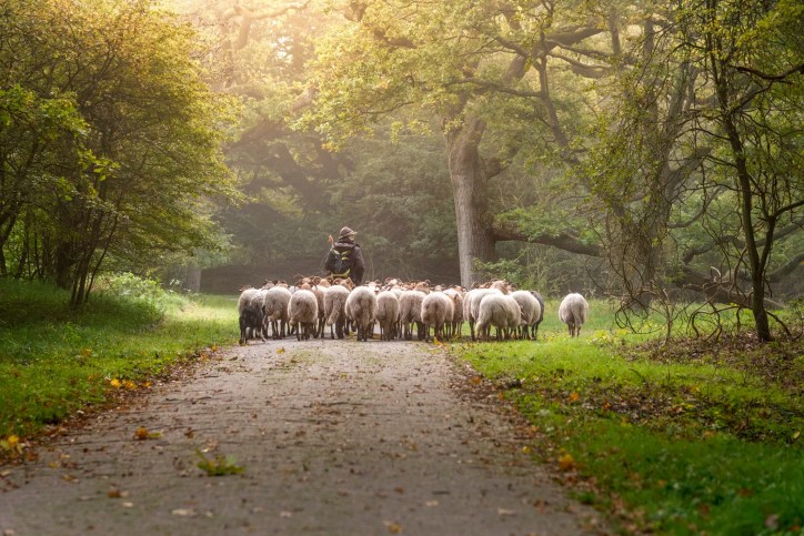 Shepherd herding sheep on road, leading to tragedy of commons