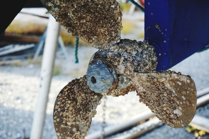 Barnacles covering a propeller