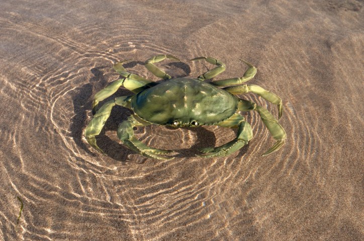 Green crab floating in water