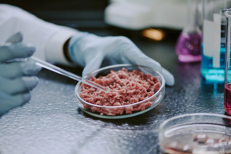 Lab grown beef in petri dish being picked at and tested