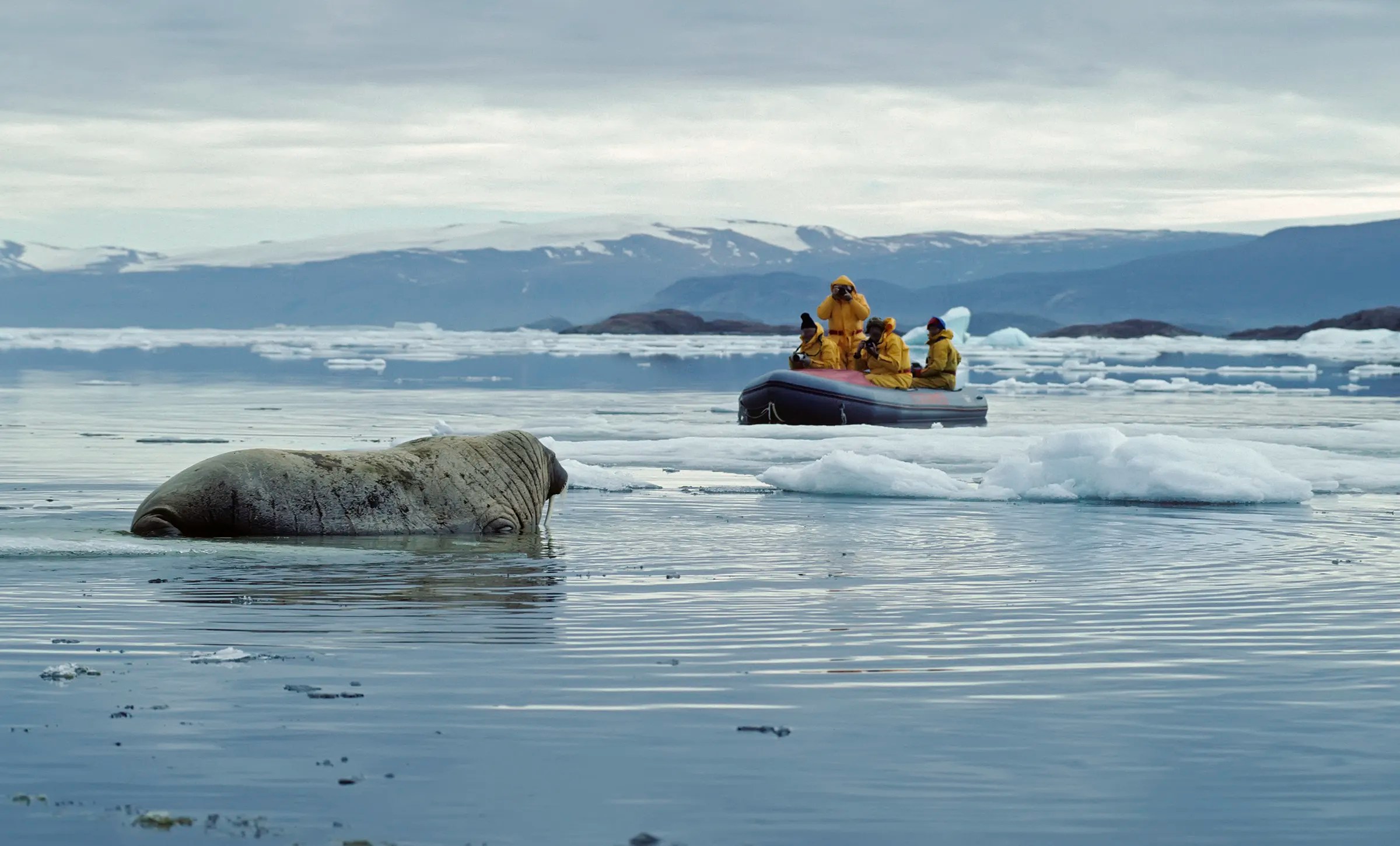 Walrus being observed swimming near Ellesmere Island, the 2001 North Pole location.