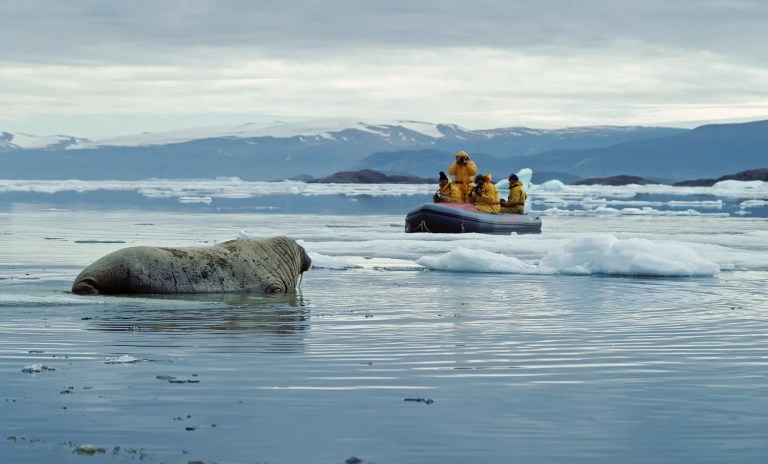 Walrus being observed swimming near Ellesmere Island, the 2001 North Pole location.