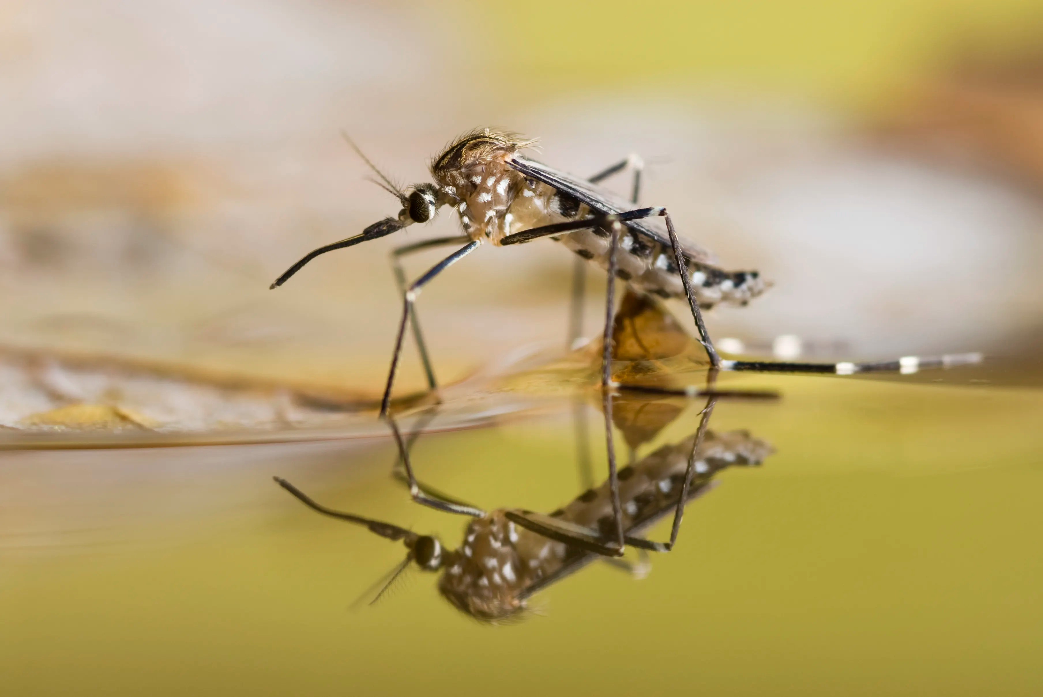 Mosquito on yellow water and a vector for disease
