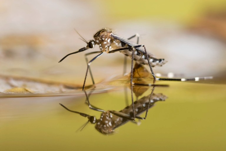 Mosquito on yellow water and a vector for disease