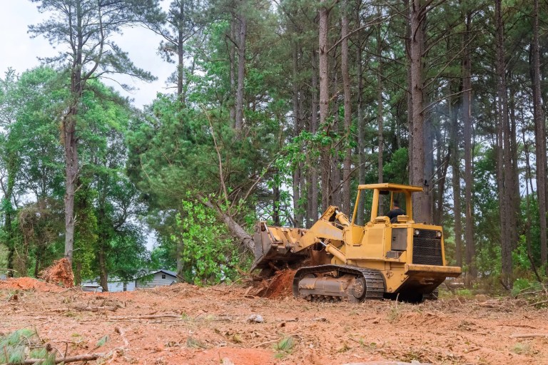 Yellow tractor skid knocking down tree for forest clearing