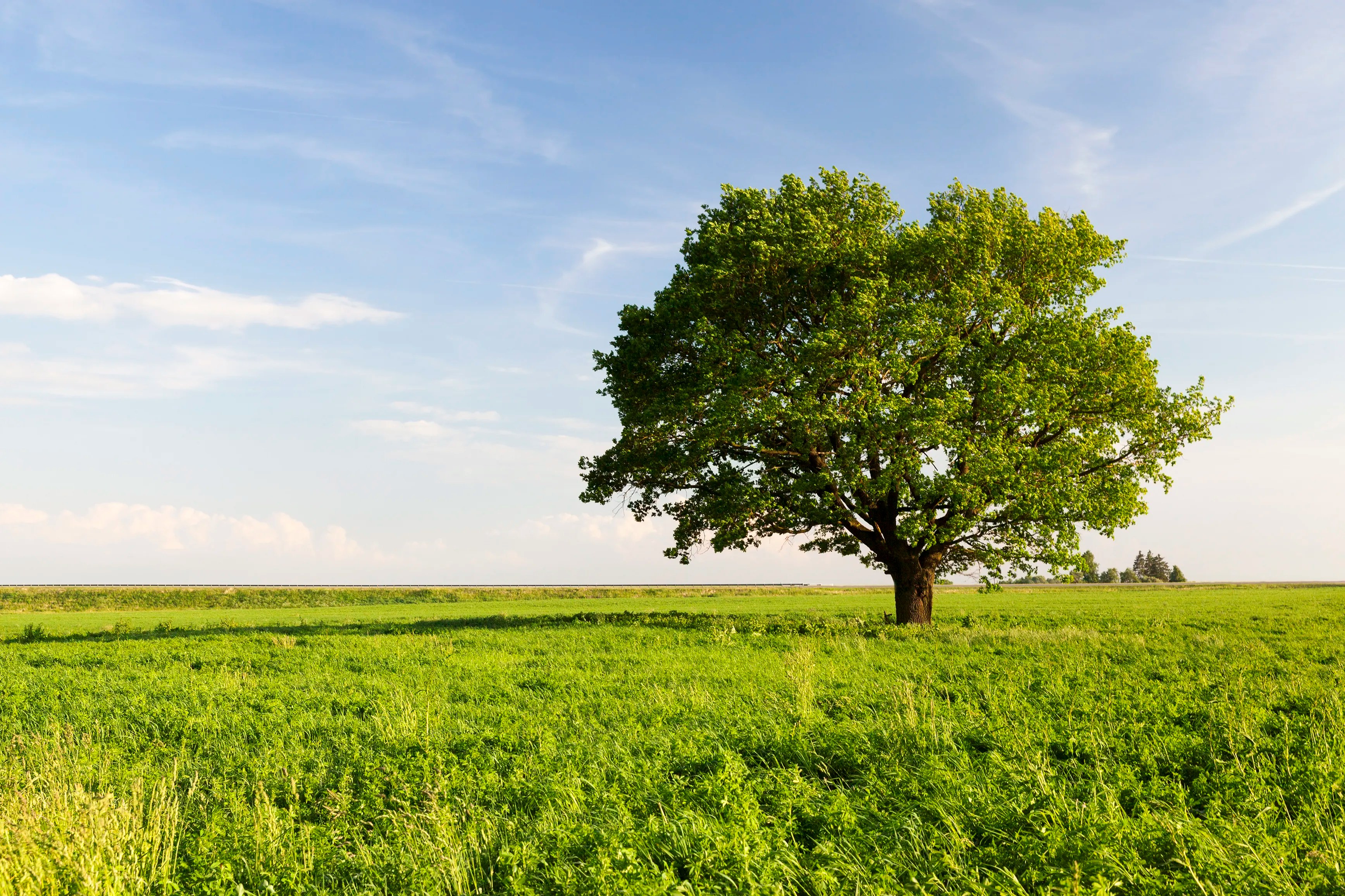 Beautiful oak tree standing wide and tall in green grass field