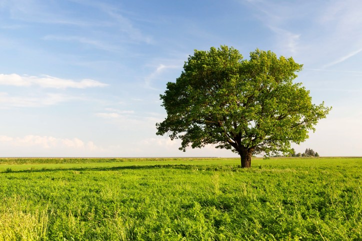 Beautiful oak tree standing wide and tall in green grass field
