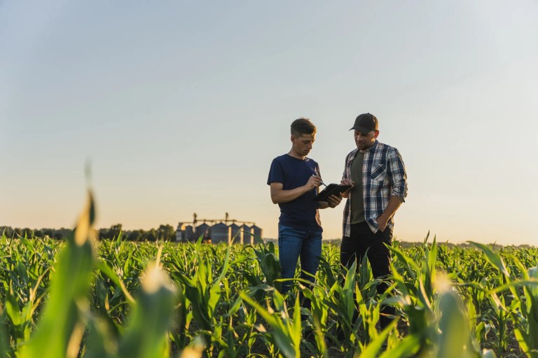 Two farmers reviewing IoT connected tablet in field of green corn stalks growing