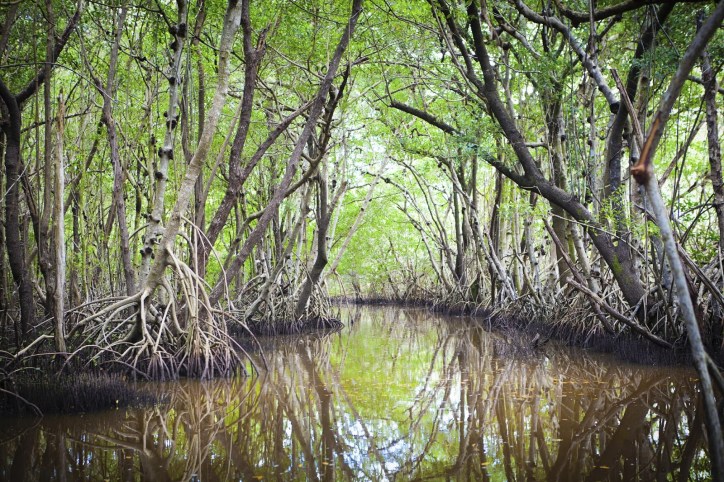 A flooded mangrove, for which forensic fiber analysis can track wood from.