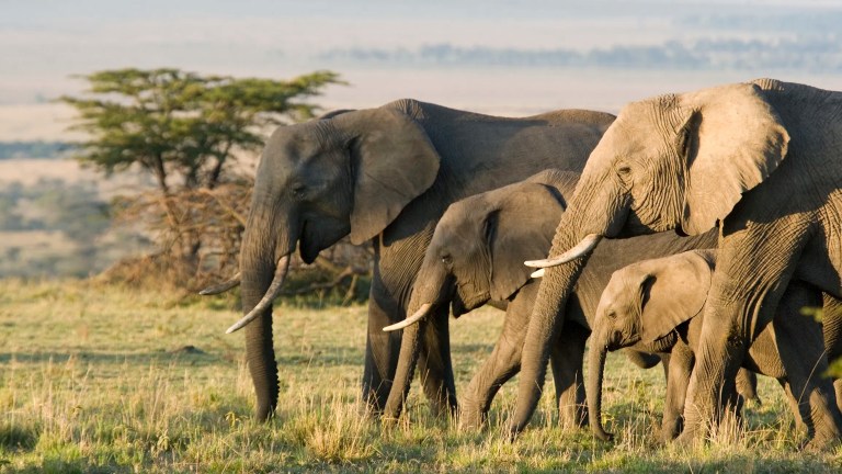 African Elephants moving through Kenyan savannah as family
