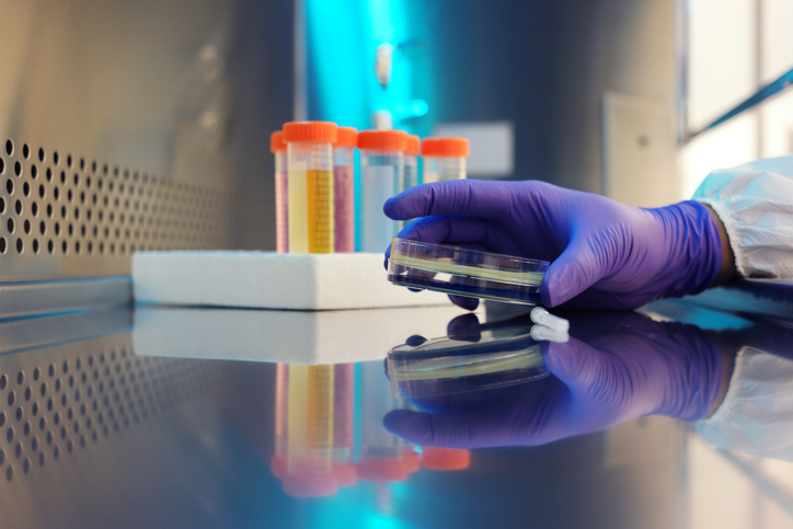 A scientist in purple gloves holding culture in a NSF/ANSI 49-2020 Class II biosafety cabinet.