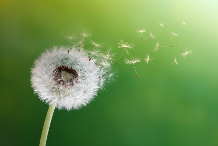 A dandelion blowing in the wind due to an urban wind tunnel tested to ASCE/SEI 49-2021.