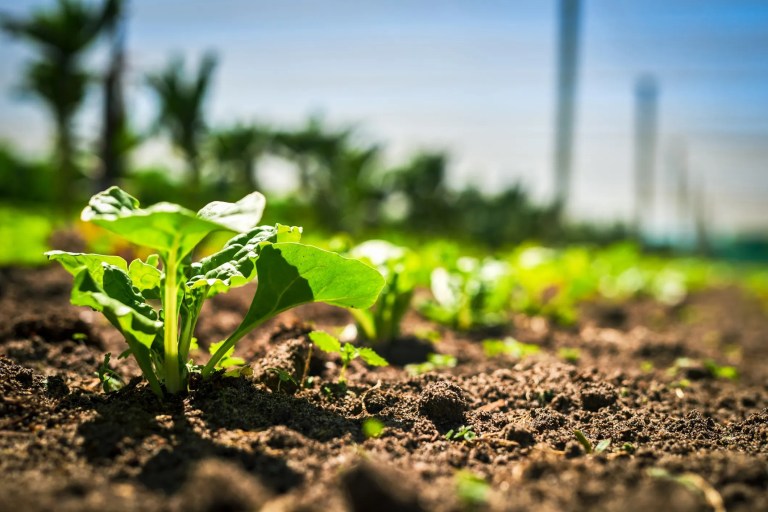 Lettuce sprouting from dirt to embrace environmental literacy for Earth Day