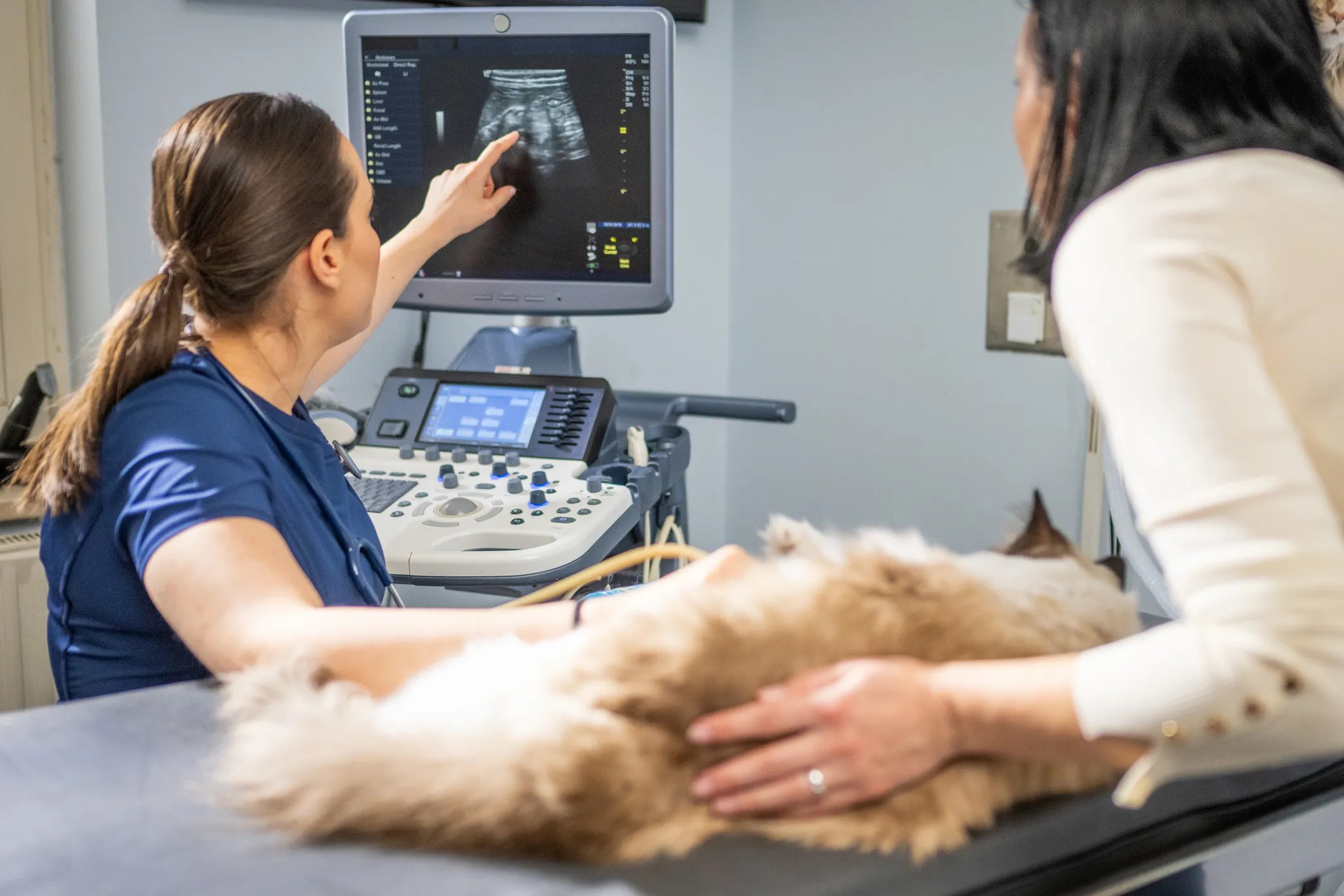 Cat receiving ultrasound to see her babies on screen with IEC 62304 technology