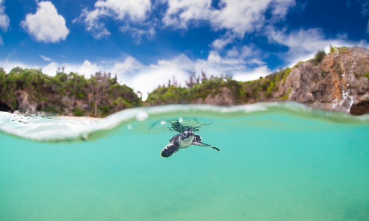 A sea turtle preparing to crest the blue water due to acoustical noise issues needed to be detected with ASA.