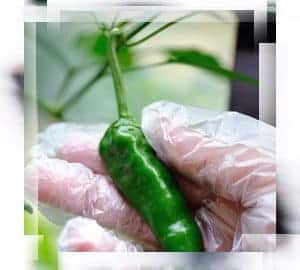 Food Safety Testing Standards