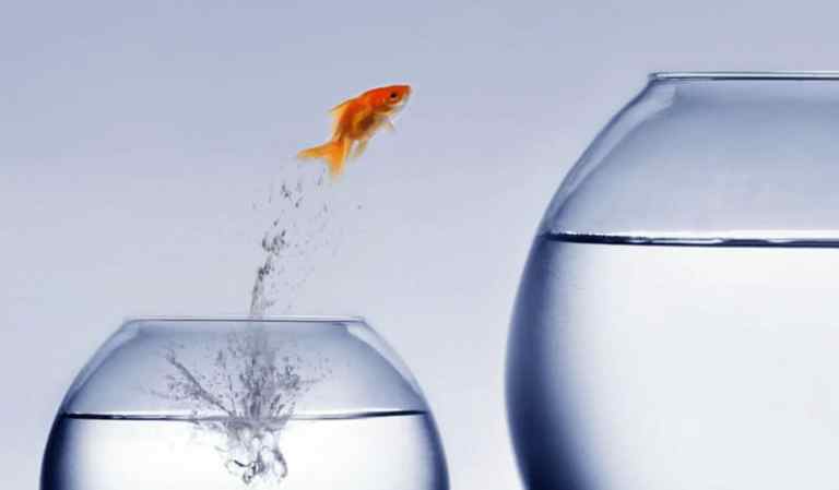 A goldfish jumping to a new water bowl since the ANSI Blog has moved.