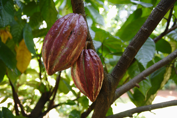 Cocoa Plant Sustainability ISO 34101