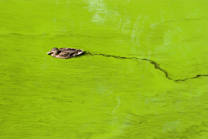 Duck swimming in lake filled with Microcystis