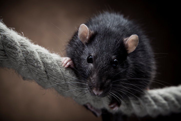 Rats: A Global Species, Thanks to Ships - ANSI Blog