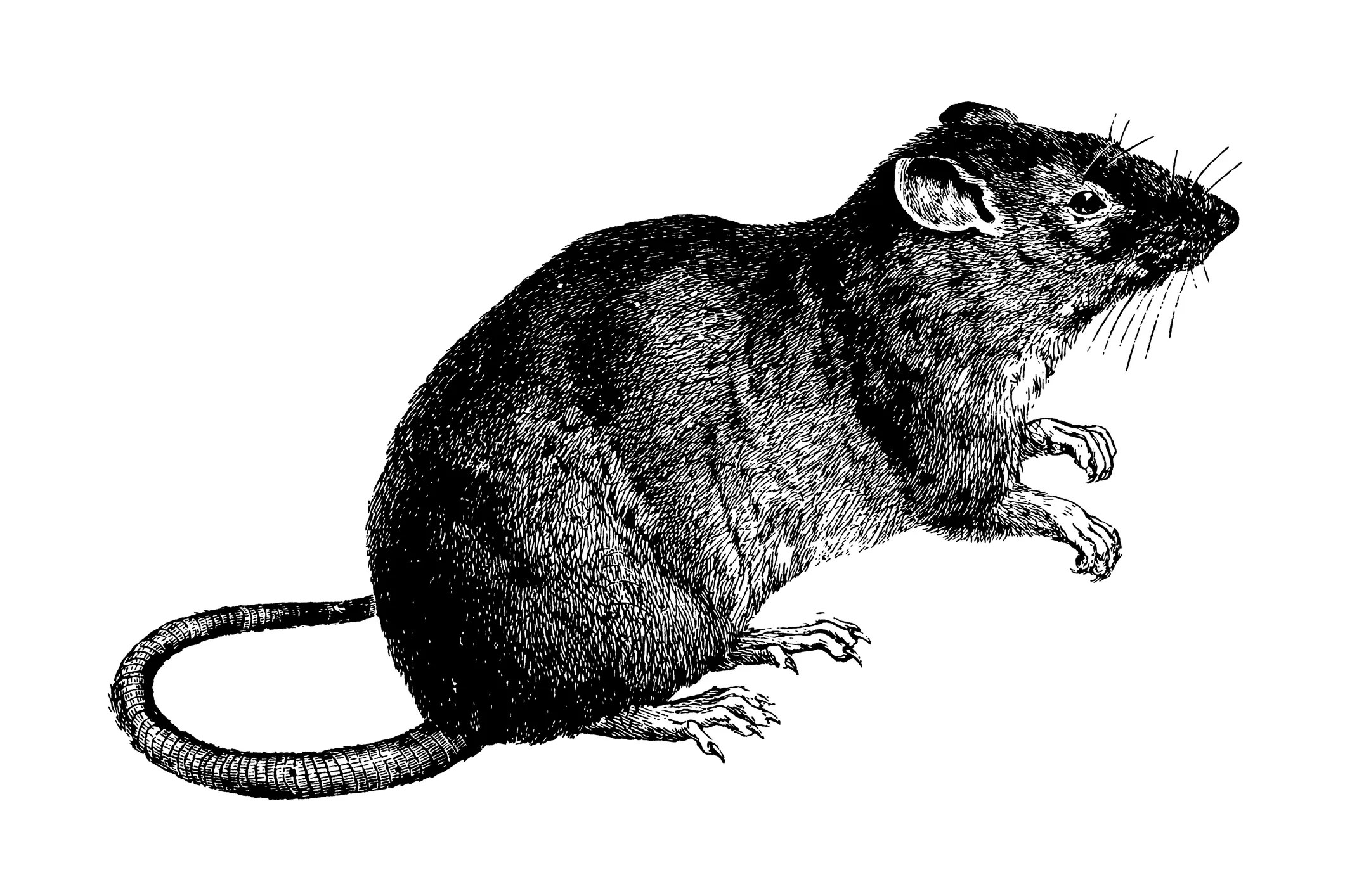 Old drawing of a Norwegian rat.