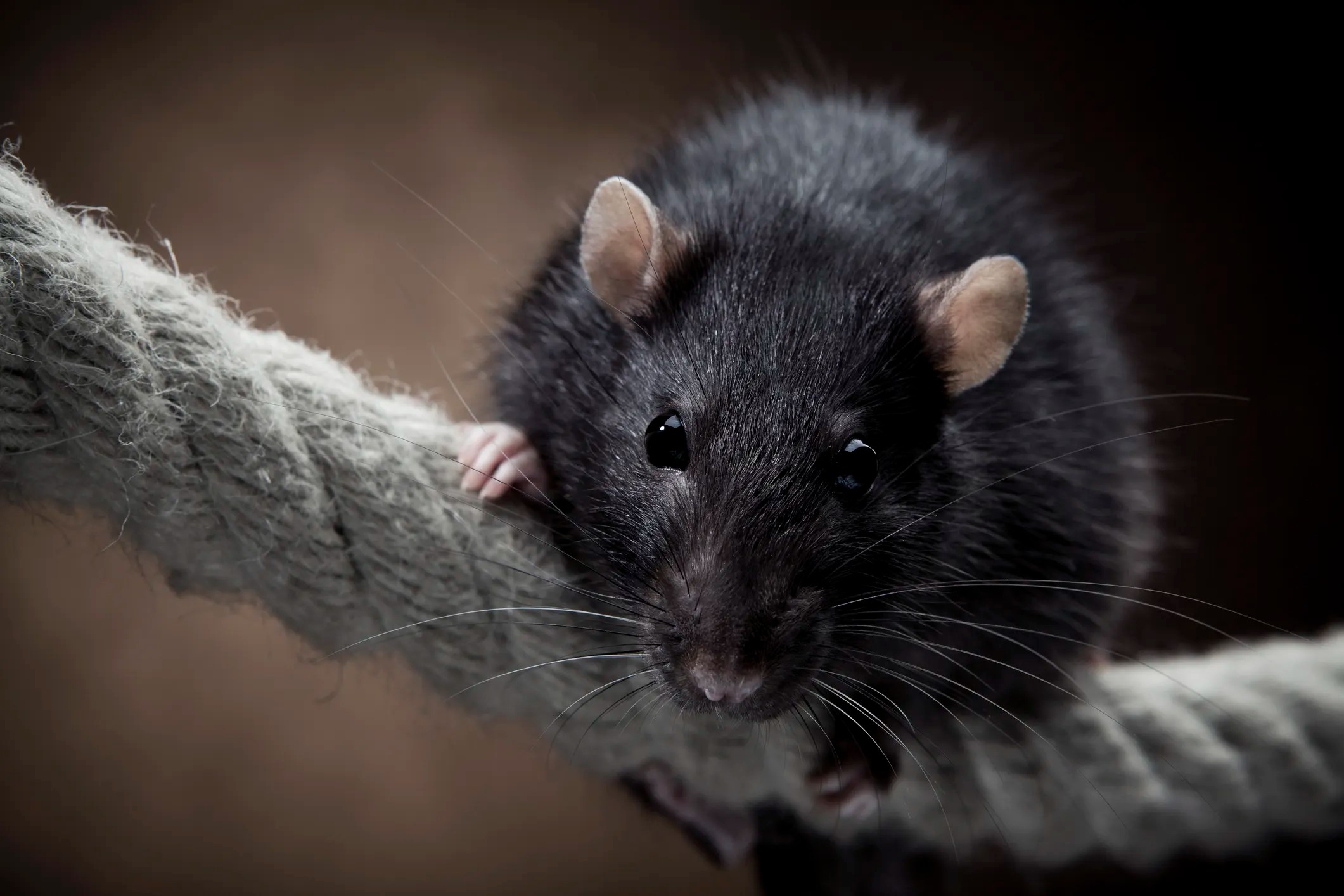 A rat on a ship rope