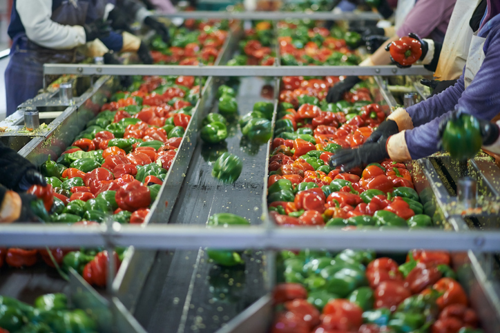 Workers following ISO 22000:2018 while sorting green and red peppers to not change our food safety