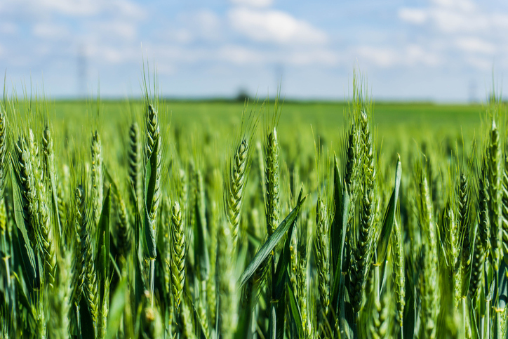 Green barleycorn, the basis for inches in the US customary system history