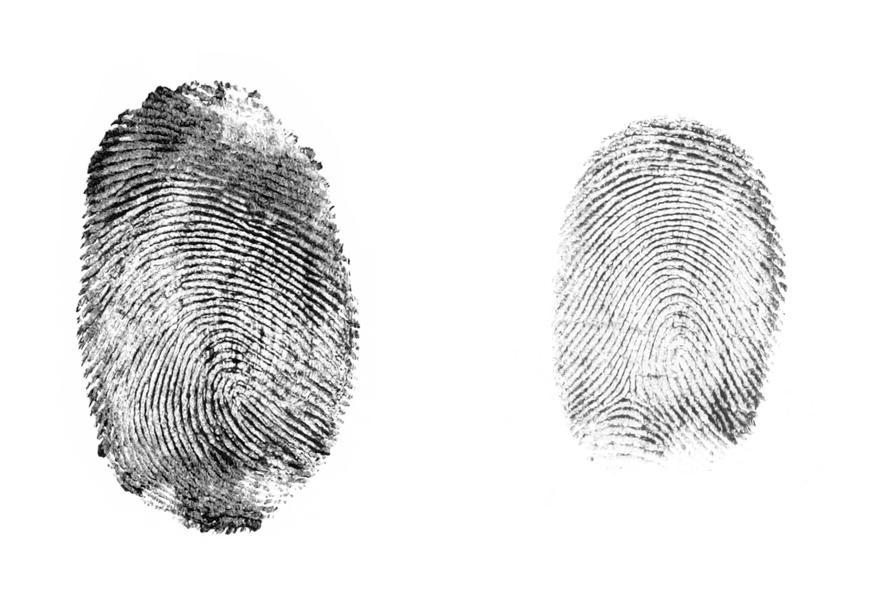 Two fingerprints taken side by side to show loops on white background.