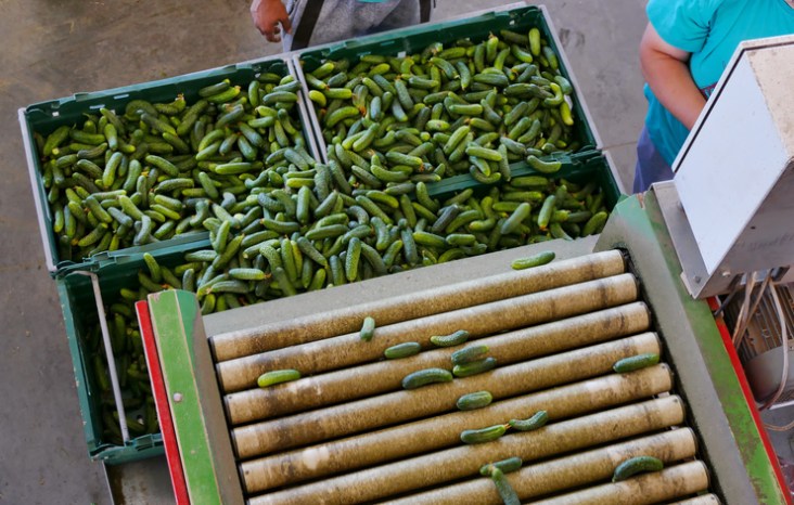 ISO Vegetables Microbiology of the Food Chain