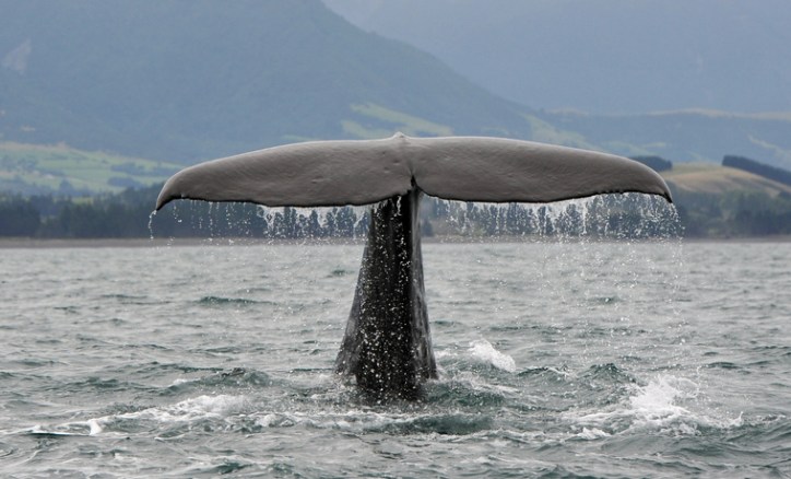 Procedure For Determining Audiograms In Toothed Whales ANSI/ASA S3 SC.1 2018