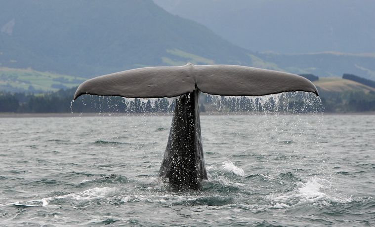 Procedure For Determining Audiograms In Toothed Whales ANSI/ASA S3 SC.1 2018