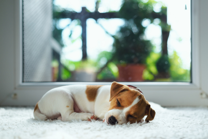 NSF/ANSI 140-2019: Sustainability Assessment For Carpet