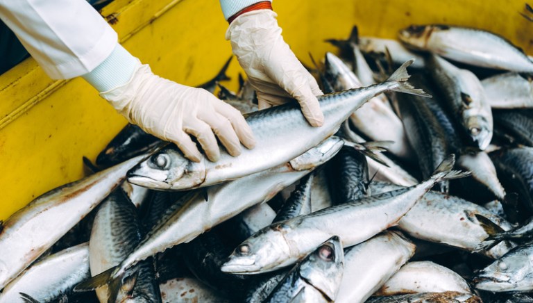 Fish catch supply being audited under FSMA accreditation for food safety.