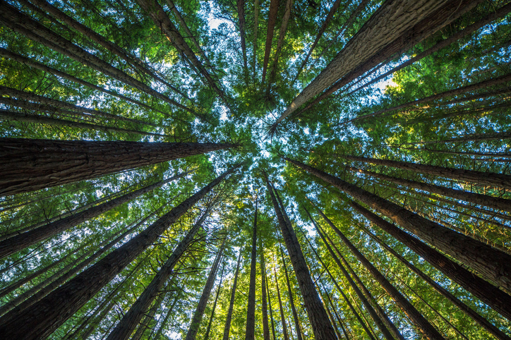 Trees reach to the sky when the world provides credible carbon disclosures for validation and verification bodies.