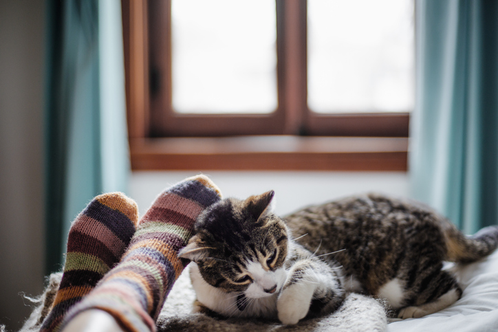 A pair of feet next to a lounging cat that is breathing clean air because of ANSI/ASHRAE 62.2-2019