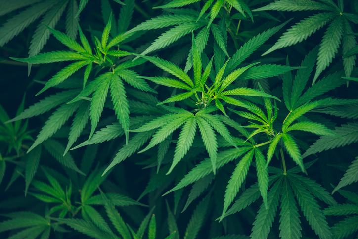 Bright green plant discussed at the FDA’s First public hearing on cannabis extract relating to ISO/IEC 17025 accreditation.