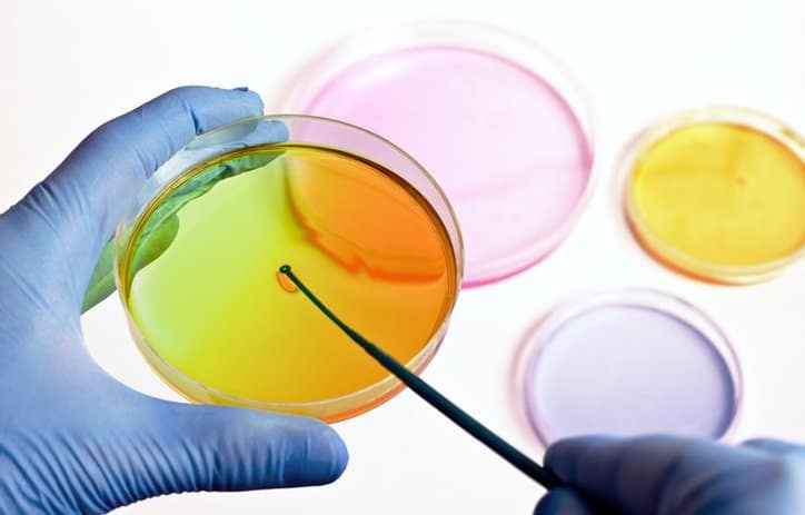 Scientist inspecting bright colorful Enterobacteriaceae to detect bacteria in the food chain via ISO 21528-2.