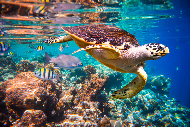 Hawksbill turtle swimming through colorful coral reef without any problematic ASA S3/SC1.4 sound exposure.