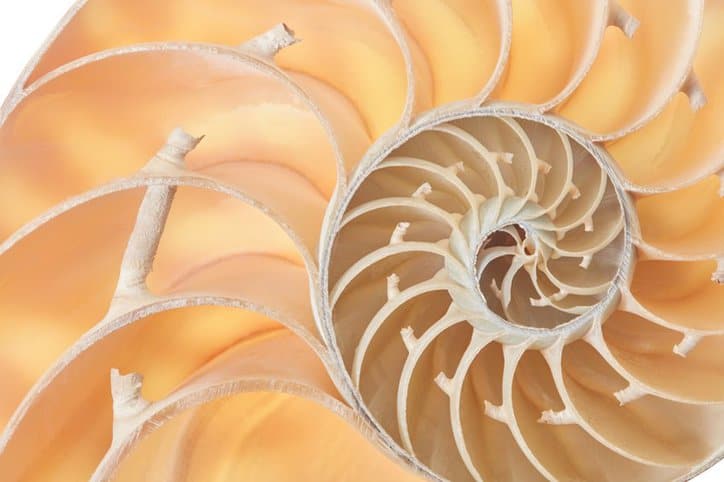 Closeup of a nautilus shell depicts the golden ratio standard.