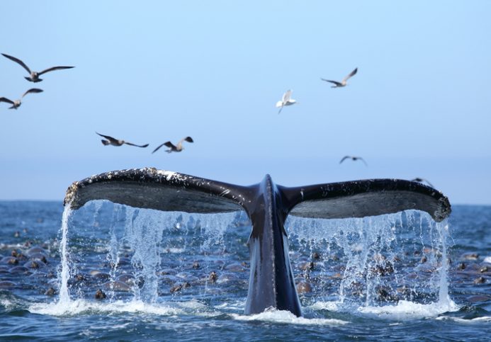 Humpback whale lifting tale out of water, making a lot of sound and scaring seagulls with pollution.