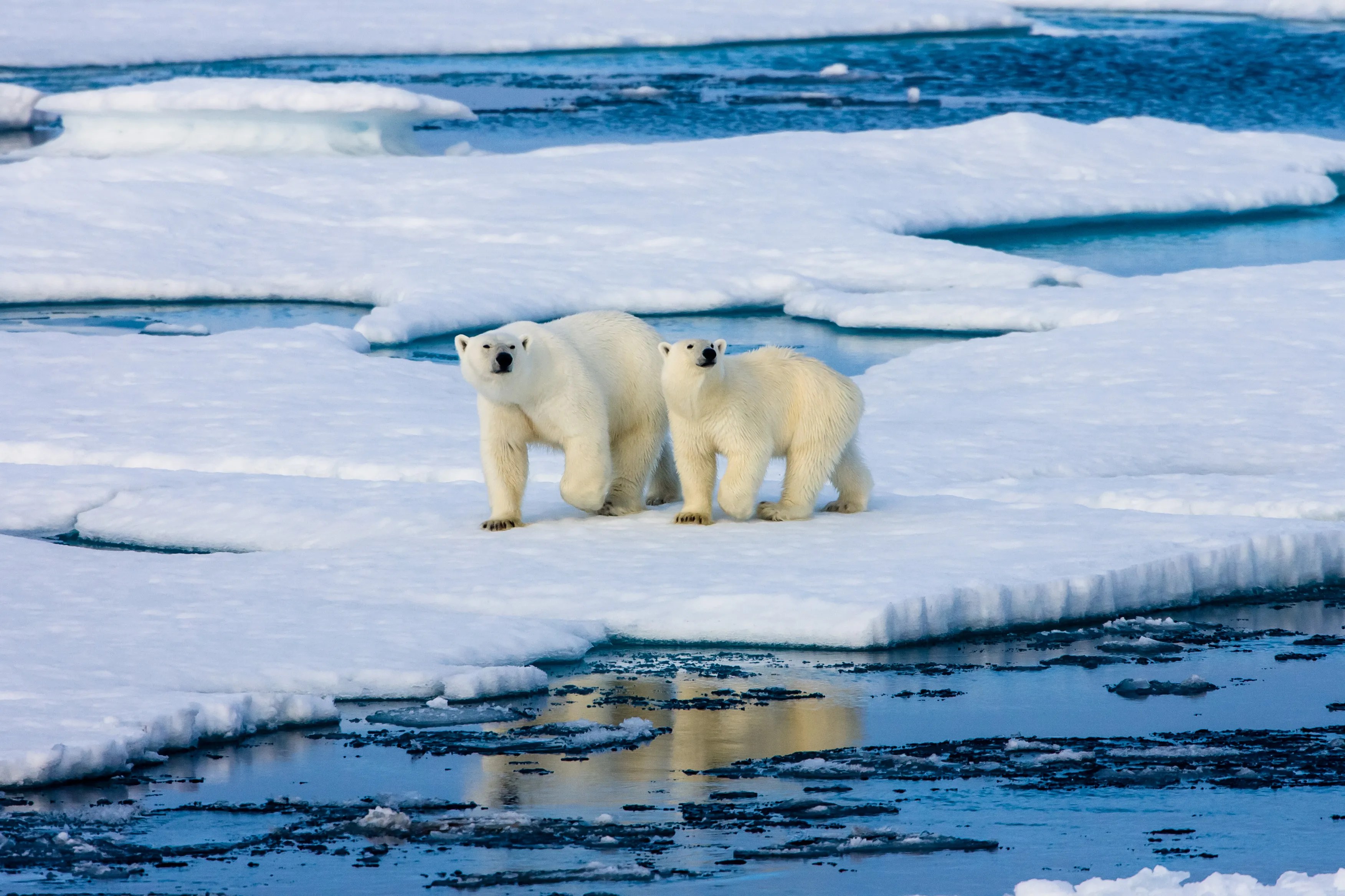 Polar bear family is forced to wander the arctic if habitat destruction from climate change is not prevented with ISO 14001:2026.