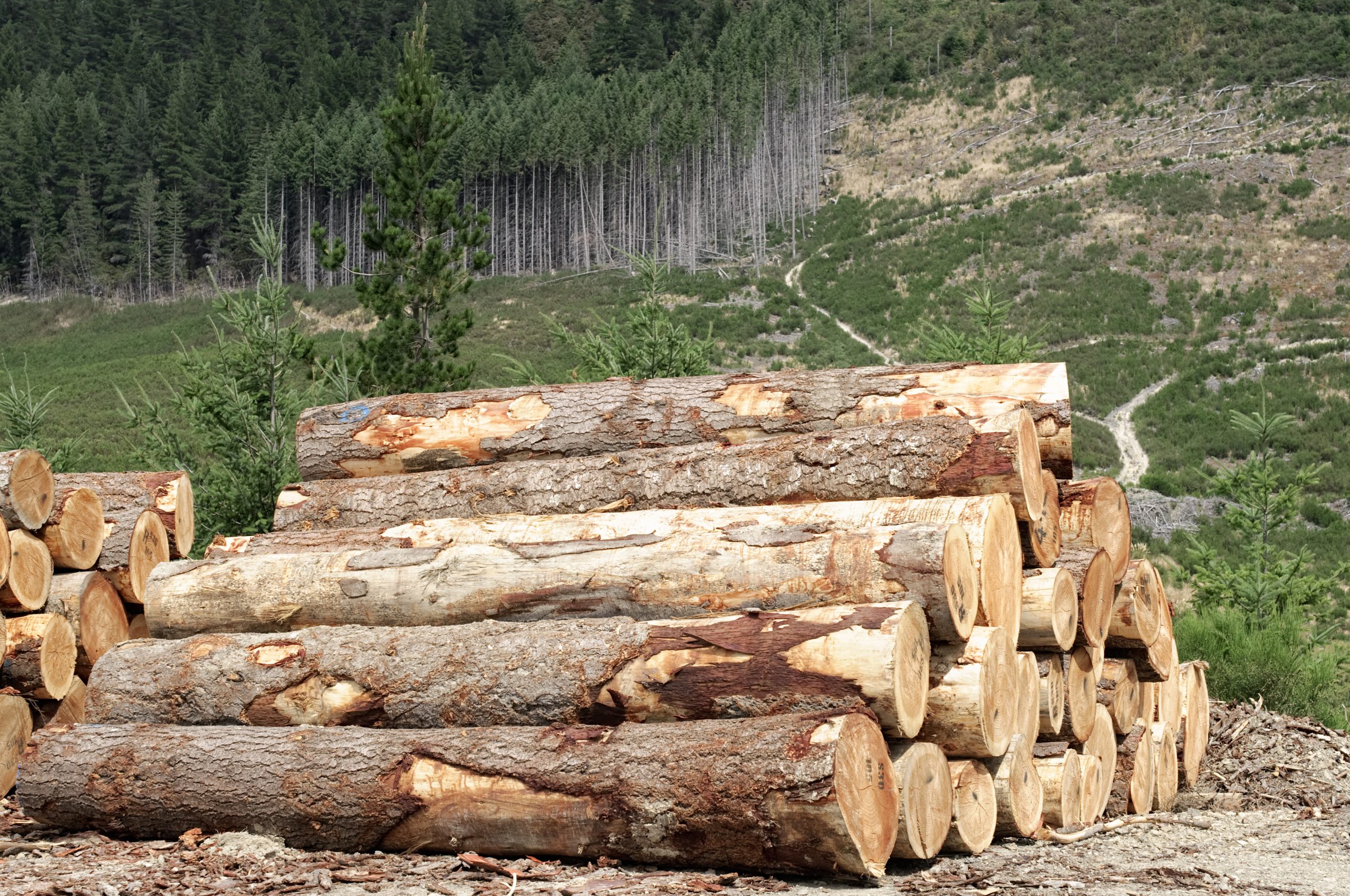 General Forestry Standards