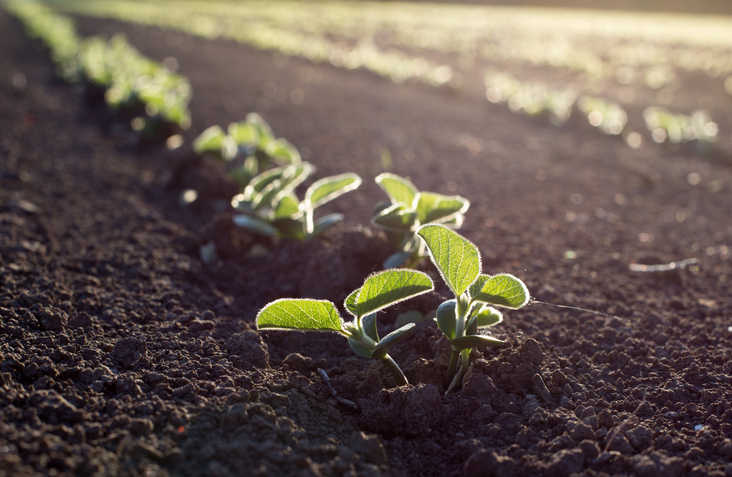 Green lettuce plants sprouting from the dirt back at the beginning stage of ISO 14001:2015 life cycle assessment.